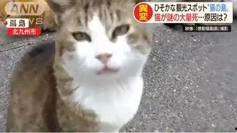 娱乐吃瓜酱猫猫,揭秘娱乐圈那些不为人知的幕后故事