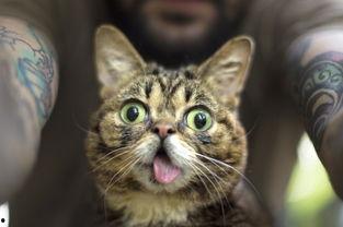 娱乐吃瓜酱大猫咪,揭秘娱乐圈背后的喵星人故事