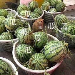 娱乐吃瓜张凌赫,娱乐吃瓜界的风云人物