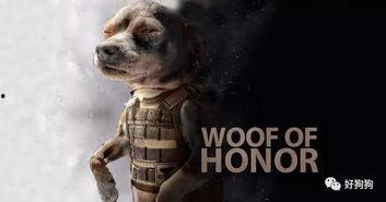 娱乐吃瓜汪星人,揭秘明星背后的故事