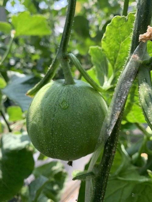 浮云娱乐吃瓜,揭秘娱乐圈最新吃瓜事件